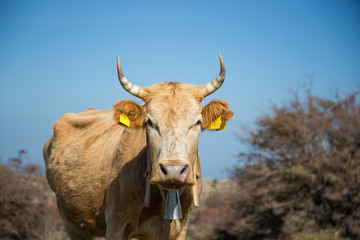 Portrait of  grazing cow