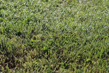 Morning dew sparkles the surface of a lawn in the sunlight