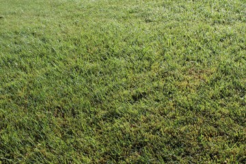 Morning dew sparkles the surface of a lawn in the sunlight
