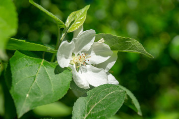 blooming apple tree in a city park on a sunny spring day