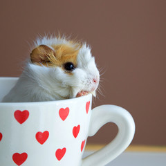 portrait of guinea pig into the cup