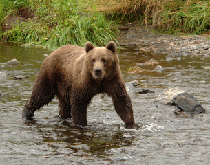 Fototapeta na wymiar Young Grizzly Patrolling The Shore