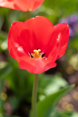 Spring flowers red tulips. beautiful red flowers.