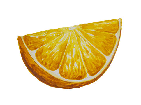 Hand drawn watercolor oranges fruit painting on white background