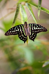 Fototapeta premium Butterfly n a leaf in the nature