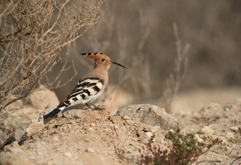 Closeup of Hoopoe seraching food, Bahrain 