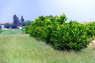 Bush of green leaves in a countryside