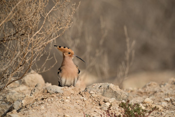 The hoopoe is a colourful bird it has a crown of feathers
