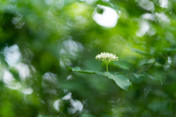 blossom and green leaves on background