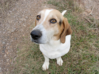 beagle in the grass