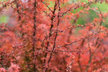 Red Leaves