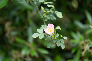 pink flower in the garden