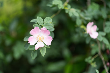 pink flower in the garden