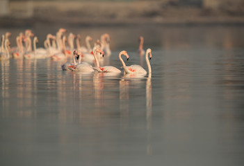 Greater Flamingos wading at Eker creek, Bahrain 