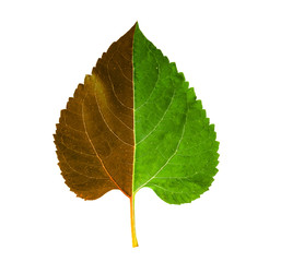 Blatt auf einer Seite Verbrannt, auf einer Seite Grün