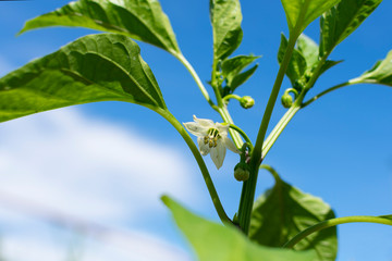 Young flowering seedlings of pepper. White pepper flowers in the garden greenhouse.