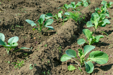 young seedlings of cabbage in spring on a bed