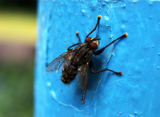 Fly