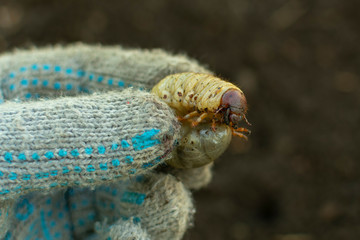 cockchaferlarva pest eating the roots of trees in the garden, cockchafer on the hand