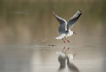 Black-headed gull flying, Bahrain 