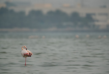 Greater Flamingo preening, Bahrain 