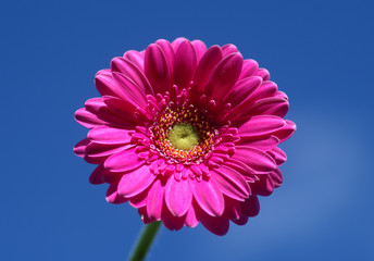 Pink gerbera against sky.