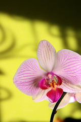 pink orchid on a background
