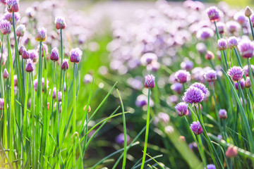 Chive herb blooming in spring time, agriculture field - obrazy, fototapety, plakaty