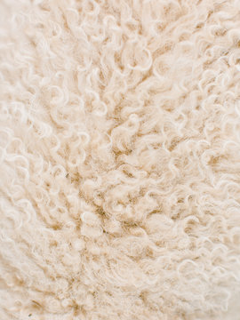 Close up of baby lamb's fur
