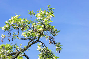 A blooming white acacia