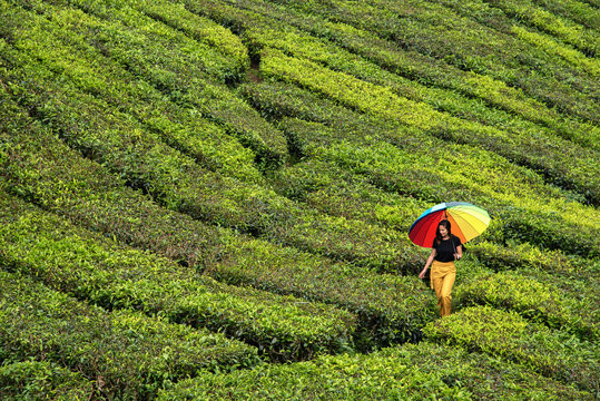 Woman with a colorful umbrella on the tea fields in the Cameron Highlands