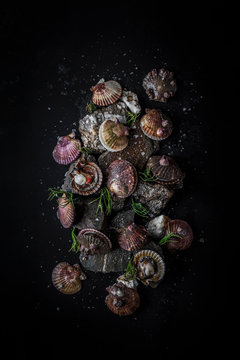 Fresh Scallops