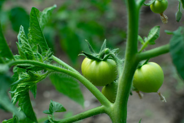 Green grapevine tomatoes. Green unripe tomatoes on the bush. Tomatoes on the vine, tomatoes growing on the branches. Green vegetables in the greenhouse, the shrub immature vegetables .