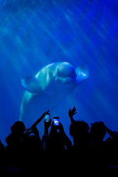 People watch and photograph a whale
