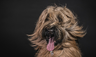 Briard dog portrait with flying hair
