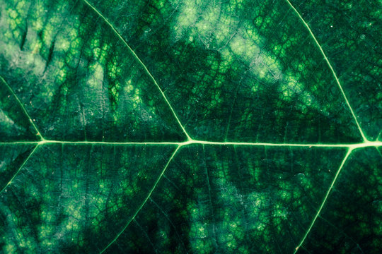 Leaf Macro Texture