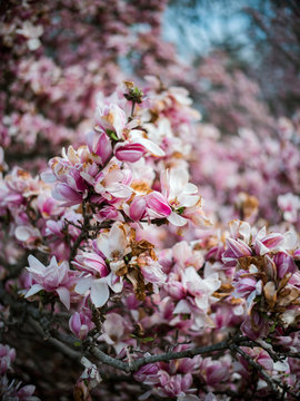 Close up of blooming magnolia flowers