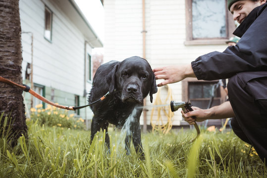 Hosing Dog in Backyard