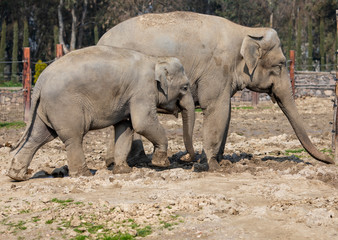 Naklejka premium Elephant