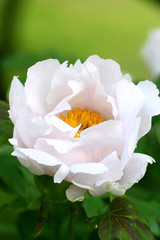 White peony on green background