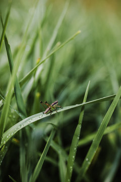 Grasshopper on the plants