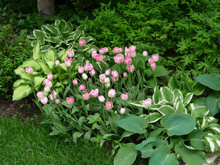 Border of hosta and tulips in the garden