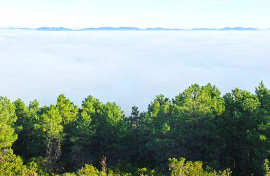 Fog at the Natural Park of the Valley of Alcudia and Sierra Madrona, province of Ciudad Real, Castilla la Mancha region, Spain