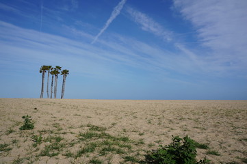 desert sandy landscape with several palm trees
