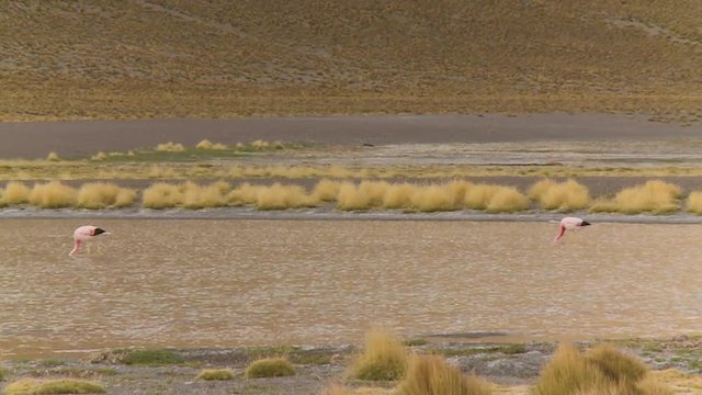 Medium low-angle still shot of a slow flowing shallow river with a pair of wading flamingos, River Isluga, Bolivia