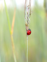  ladybug in a green corn field