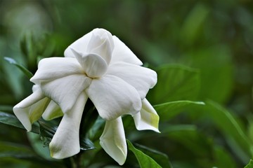 Pretty gardenia flower (Gardenia jasminoides) blooming in the green garden background , Spring in GA USA.