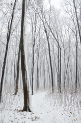 forest in winter