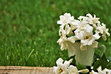 Pretty gardenia flowers (Gardenia jasminoides) are in the white ceramic vase and some on the wooden floor and blurred green grass field as the background , Spring in Georgia USA.