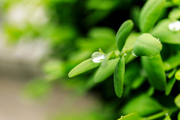 Green leaf with water drops for background. Water drops on fresh green leaf.